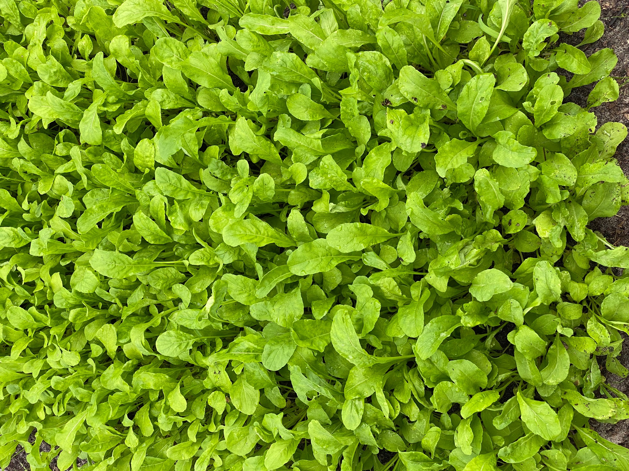 Dense bed of bright leafy greens at Innova Farm