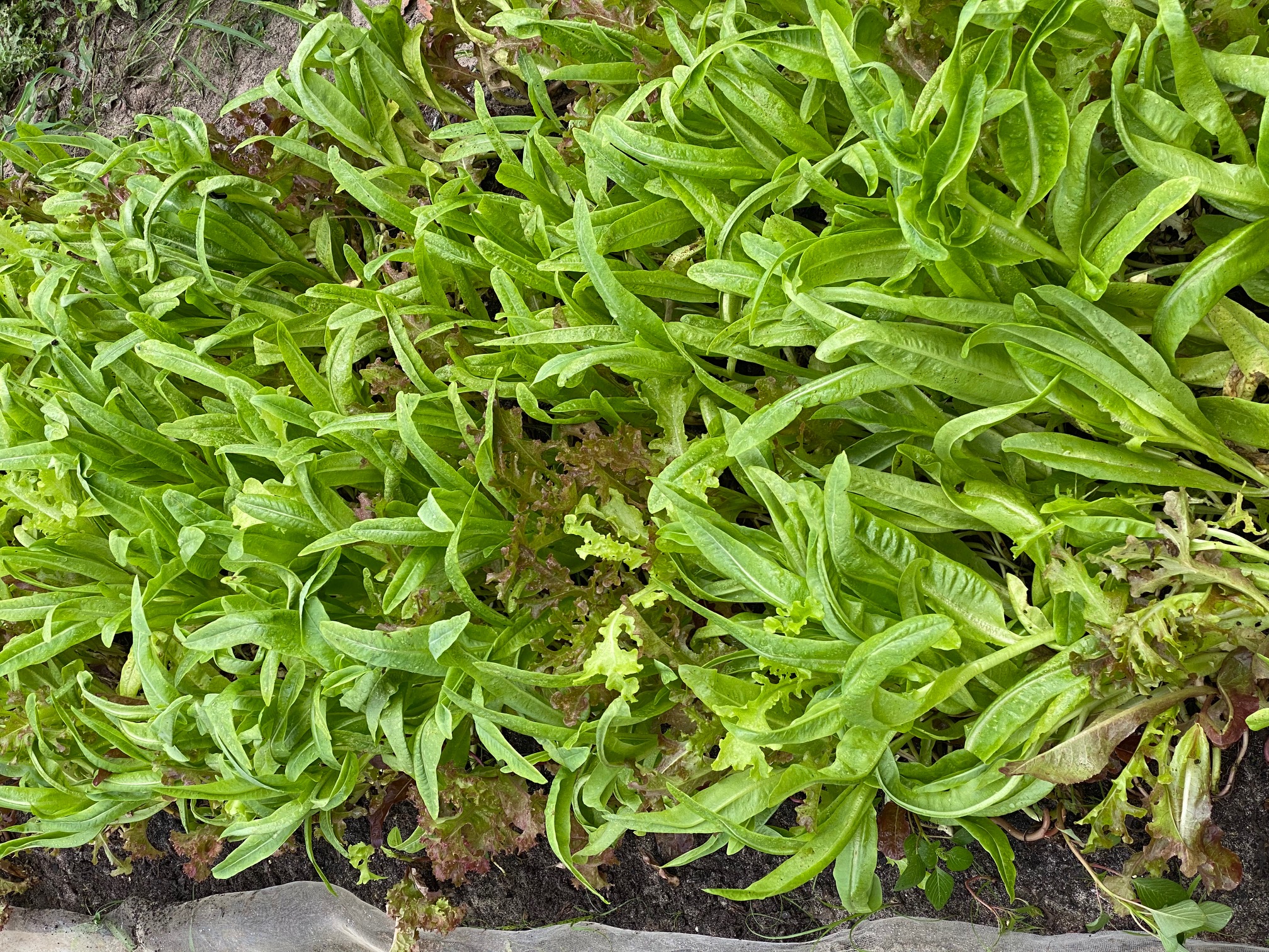 Young greens growing in a farm bed
