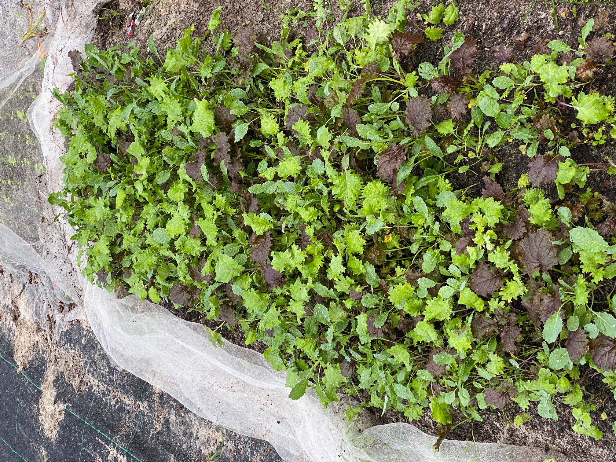 Rows of small plants under garden fabric