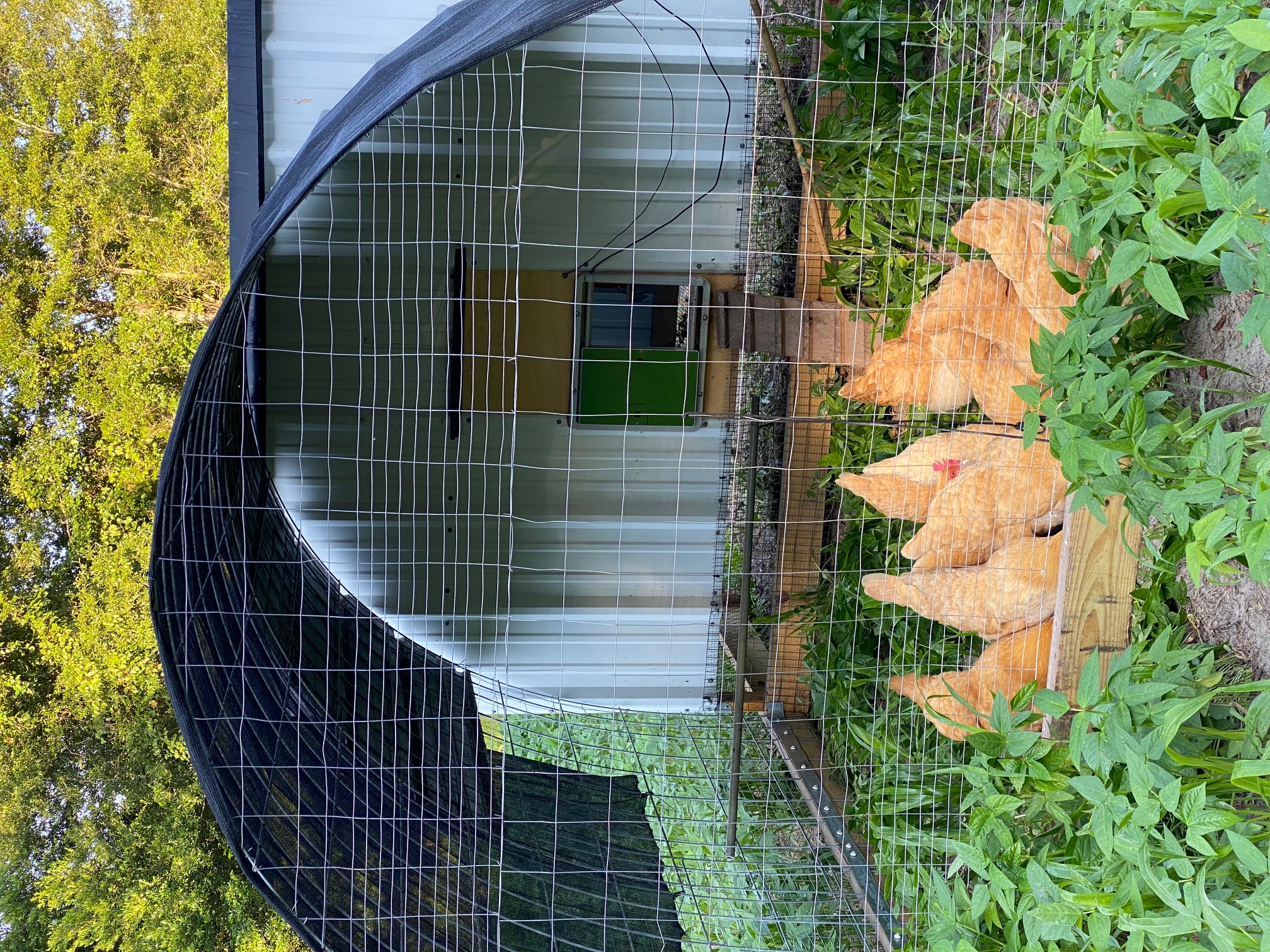 Farm growing structure and planting area at Innova Farm